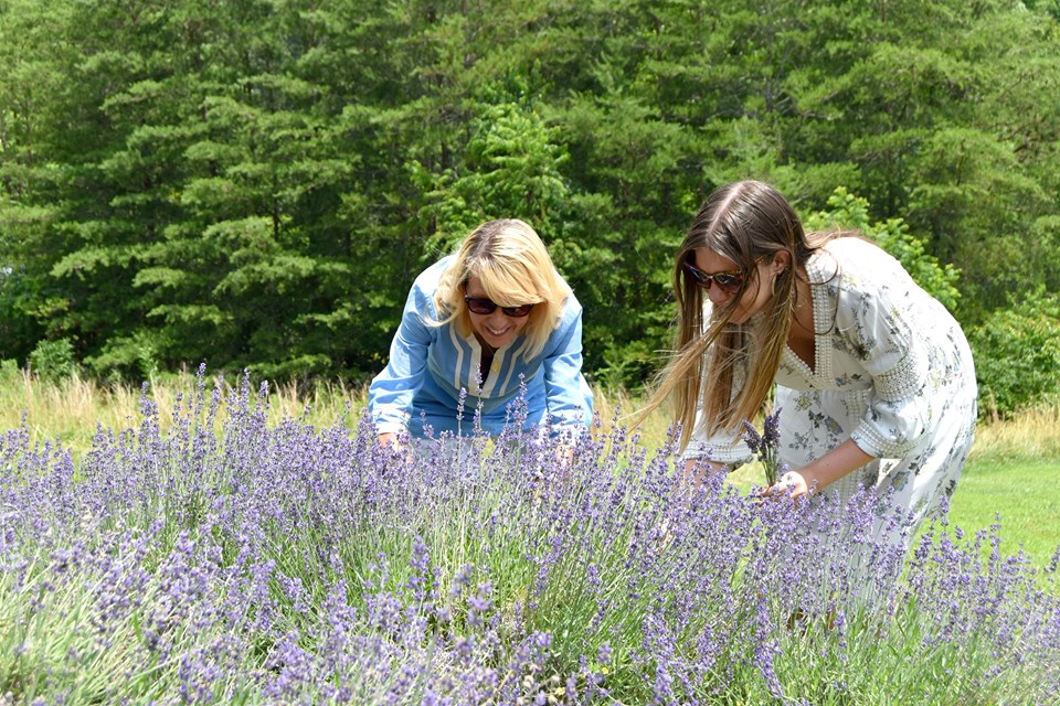 women picking lavender
