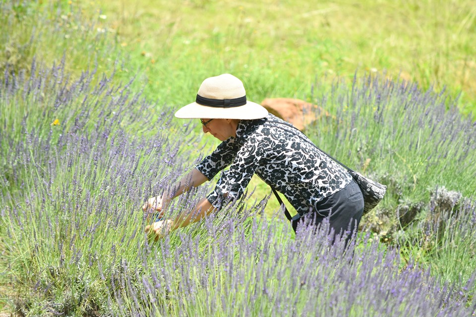 woman picking lavender