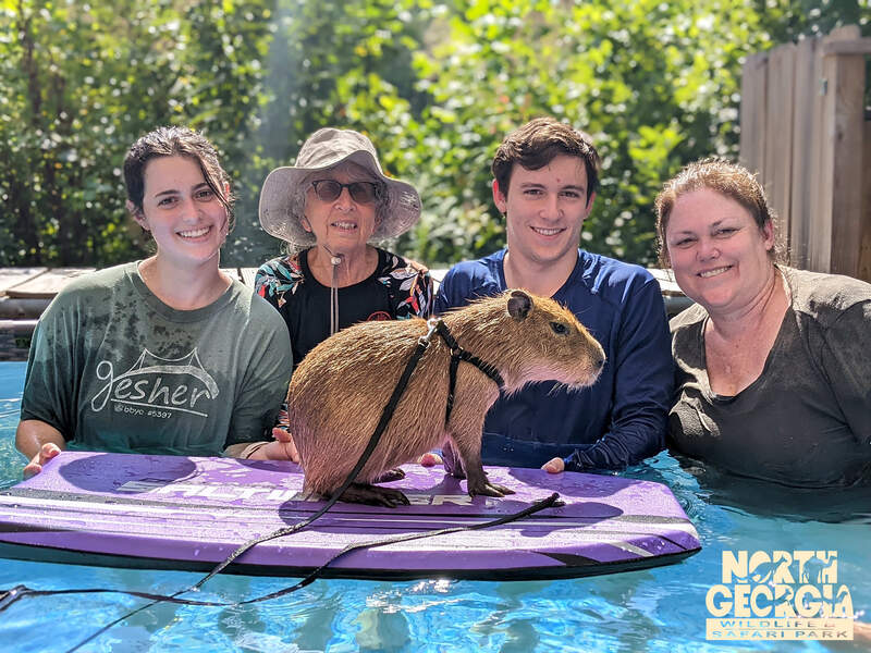 capybara on wake board