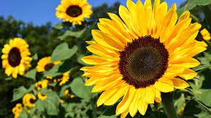 sunflower