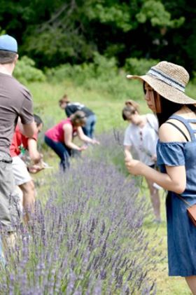 Lavender Upick 1 (1)
