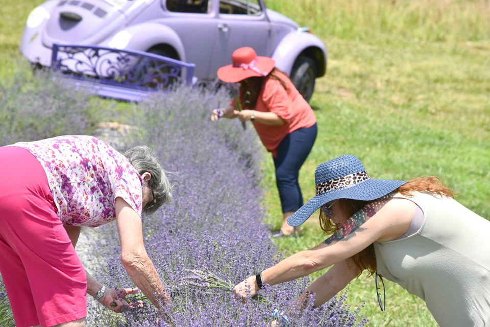 Lavender Upick 12 (1)