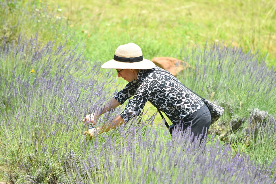 Lavender Upick 13 (1)