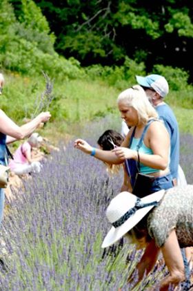 Lavender Upick 3 (1)
