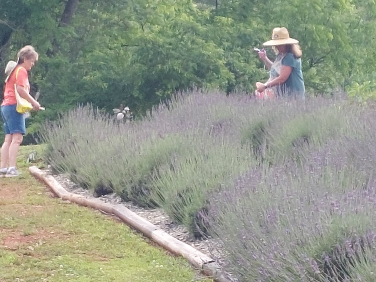 Lavender Upick 5a (1)