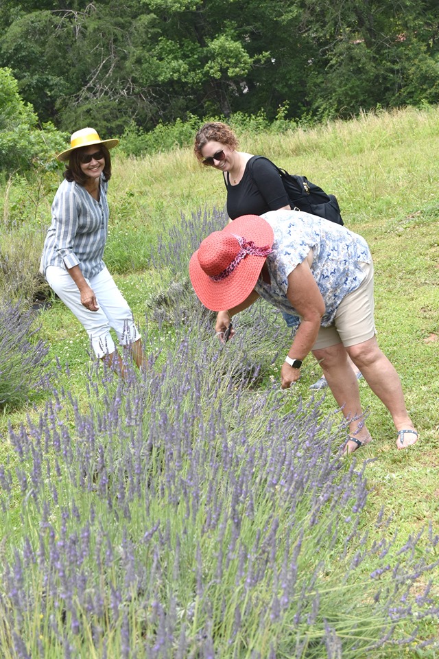 Lavender Upick 6 (1)