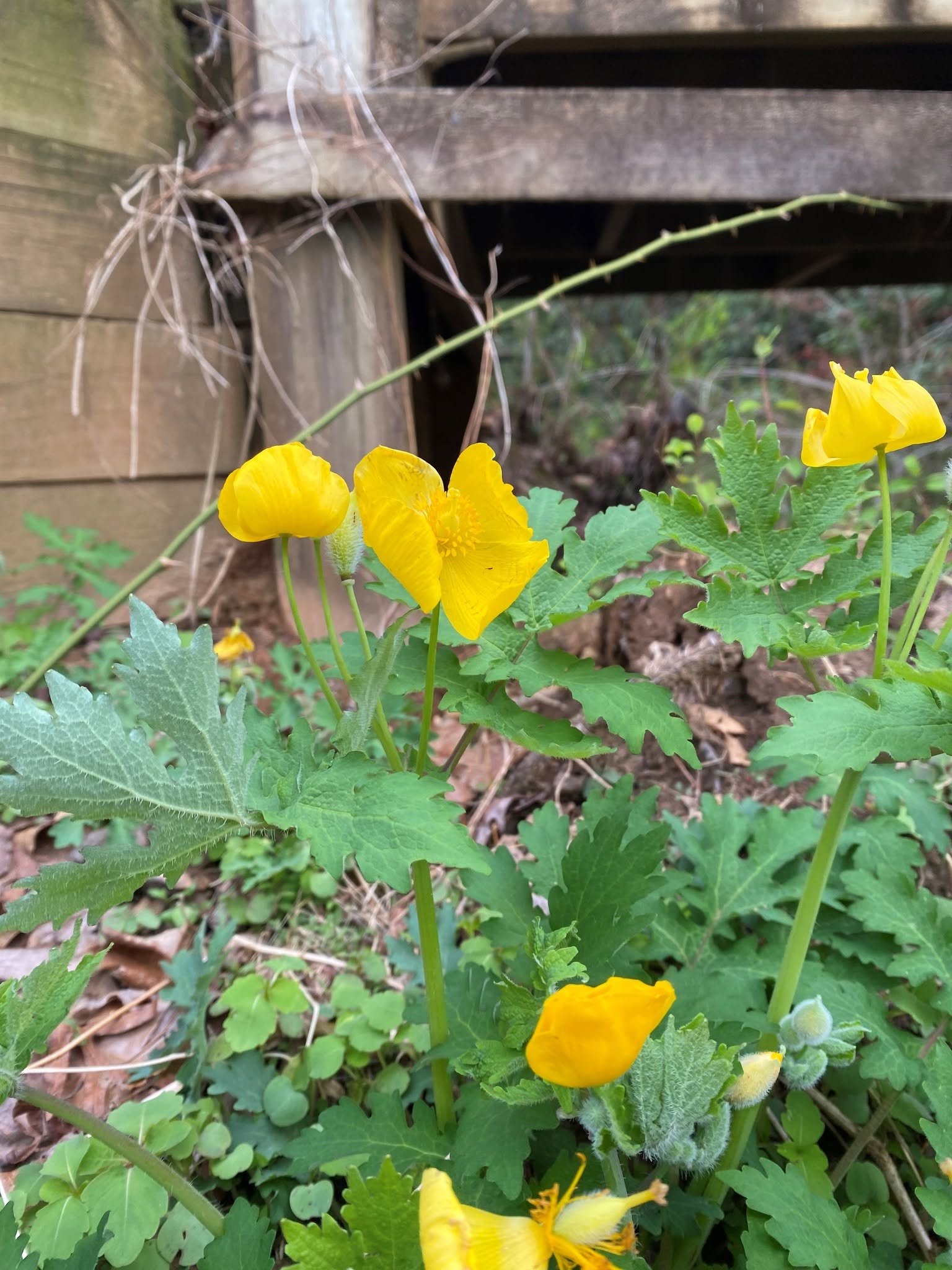 Close up of yellow flowers that are edible.