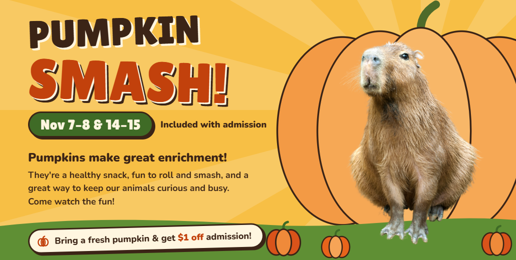 Pumpkin Smash