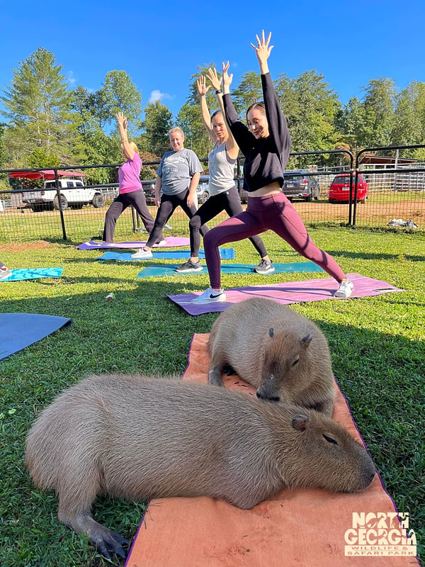 capybara-yoga-1_orig
